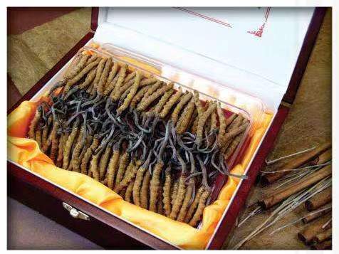 永定冬虫夏草回收